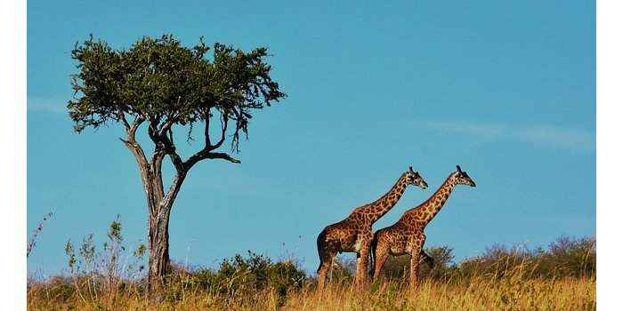E-Atelier Voyages : Afrique de l'Est Kenya, Tanzanie…