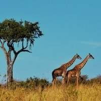 E-Atelier Voyages : Afrique de l'Est Kenya, Tanzanie…