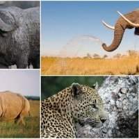E-Atelier Voyage : où faire les plus beaux safaris africains ?