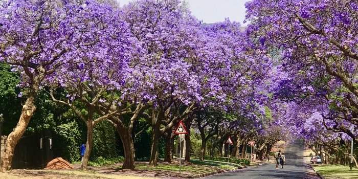 Les jacarandas & le Voortrekker Monument avec Sara Cox 