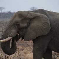 Parc Kruger, Mpumalanga et Parcs Animaliers 