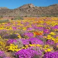 Wild & West Coast, Namaqualand / focus « les Iles : La Réunion – Maurice » 