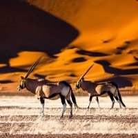 Ateliers Voyage Namibie, Kalahari, Orange River, Bande de Caprivi