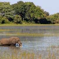 Atelier Voyage BOTSWANA ZIMBABWE