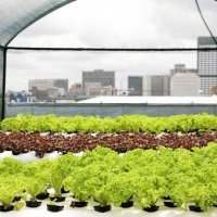 Urban Farming Tour 