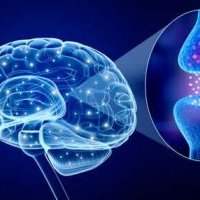 Café rencontre sur la Psycho-neuro-immunologie : késako ? 