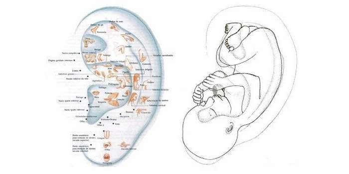 Le saviez vous ? Le pavillon de l'oreille, l'image foetal in utero ! 