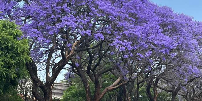 Découvertes historiques : Visite de Pretoria sous les jacarandas et Voortrekker
