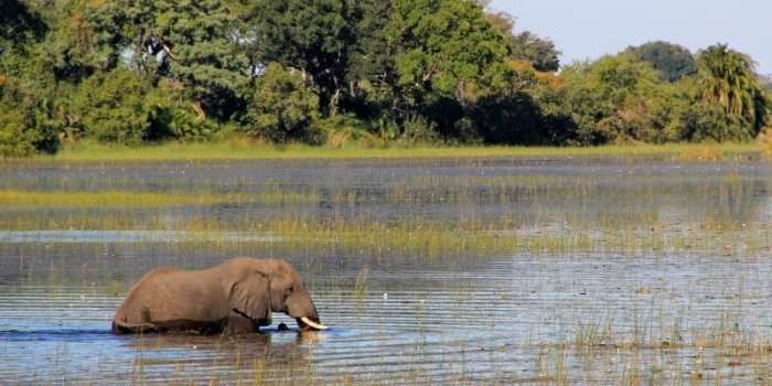 Atelier Voyage BOTSWANA ZIMBABWE