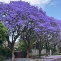 Découvertes historiques : Visite de Voortrekker et de Pretoria sous les jacarandas