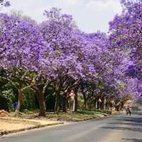 Les jacarandas & le Voortrekker Monument avec Sara Cox 