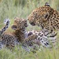 Atelier Voyages Afrique de l'Est : Kenya, Tanzanie...