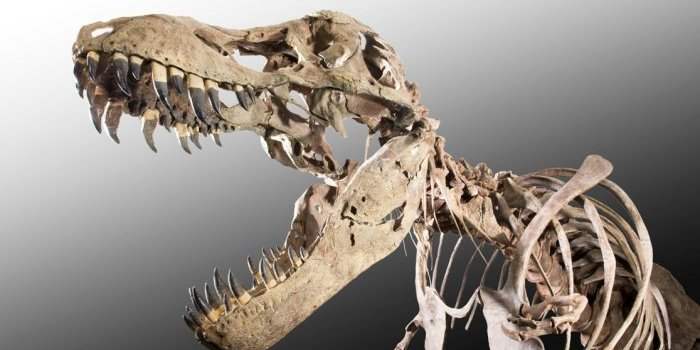 Exclusif : Des dinosaures et plus encore en Afrique du Sud !