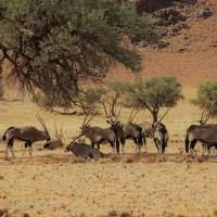 Namibie, Kalahari Orange River, Bande de Caprivi, Namaqualand