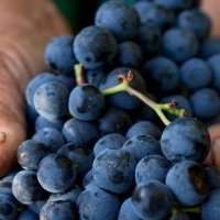 Vendanges à Glenelly