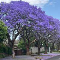 Découvertes historiques : Visite de Pretoria sous les jacarandas et Voortrekker