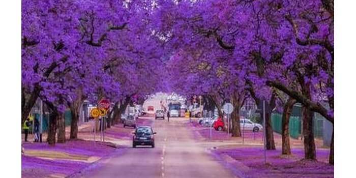 Les jacarandas et le Voortrekker monument avec Sara Cox
