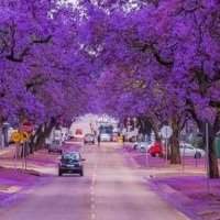 Les jacarandas et le Voortrekker monument avec Sara Cox