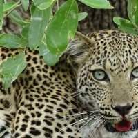 Ateliers Voyage Parc Kruger, Mpumalanga, Mozambique