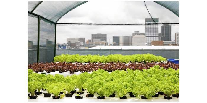 Urban Farming Tour 
