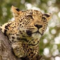 Atelier des voyages spécial "Safaris"