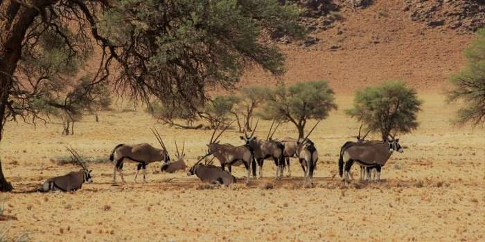 Namibie, Kalahari Orange River, Bande de Caprivi, Namaqualand