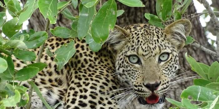 Ateliers Voyage Parc Kruger, Mpumalanga, Mozambique