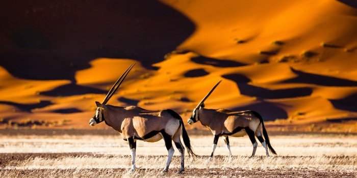 Ateliers Voyage Namibie, Kalahari, Orange River, Bande de Caprivi