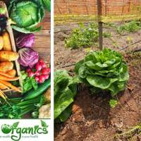 Découverte D'Eco Organic Farm