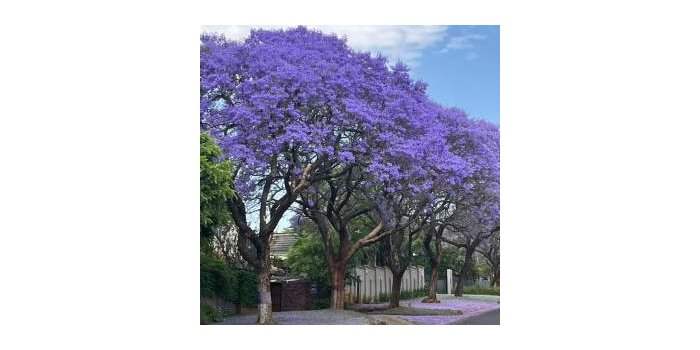 Découvertes historiques : Visite de Pretoria sous les jacarandas et Voortrekker