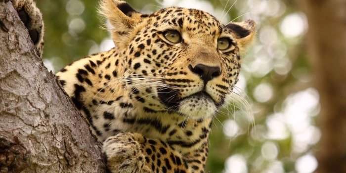 Atelier des voyages spécial "Safaris"